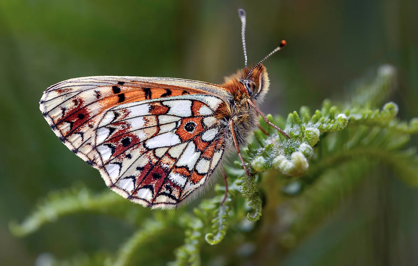 Photo wallpaper butterfly, insect, closeup