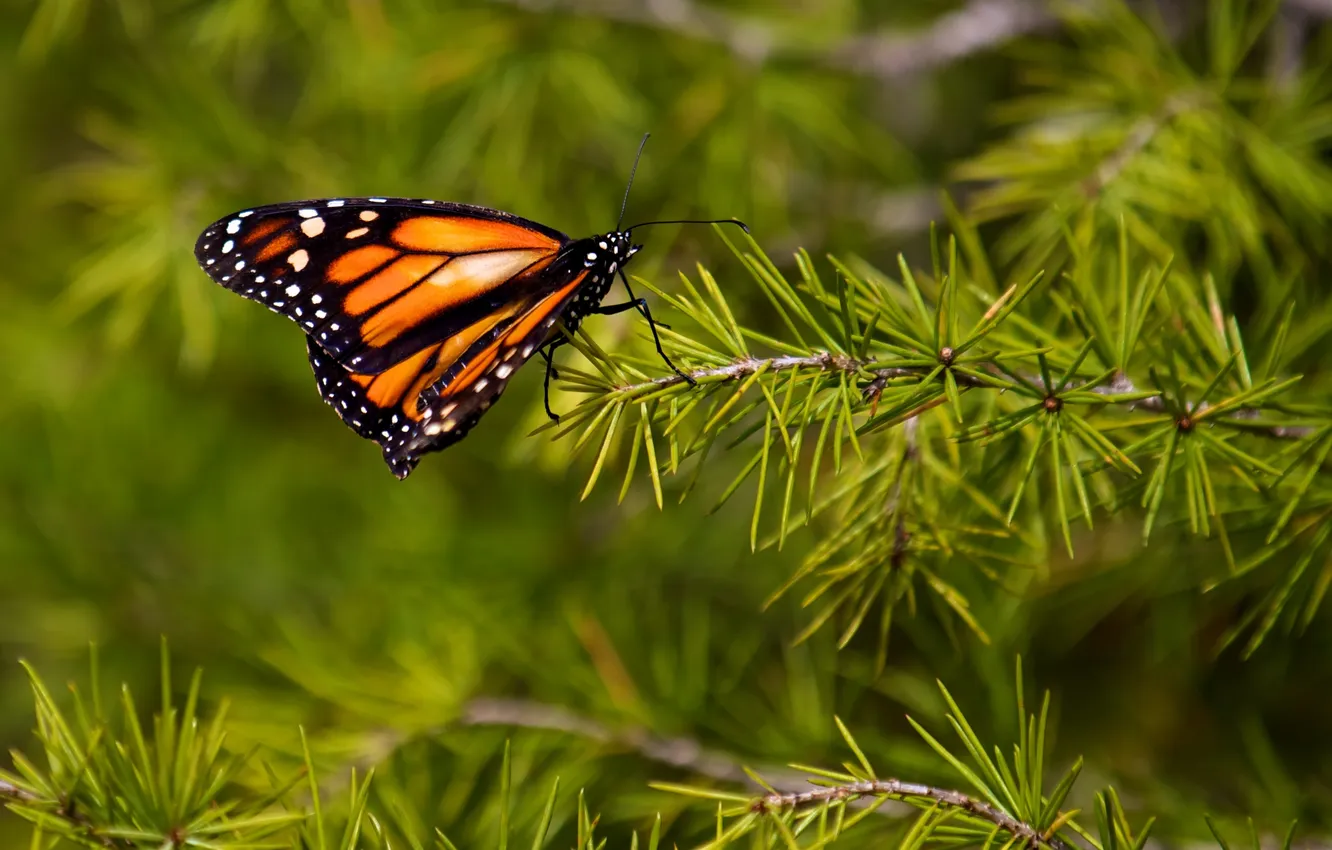 Photo wallpaper needles, branches, butterfly, Metalic, bathley