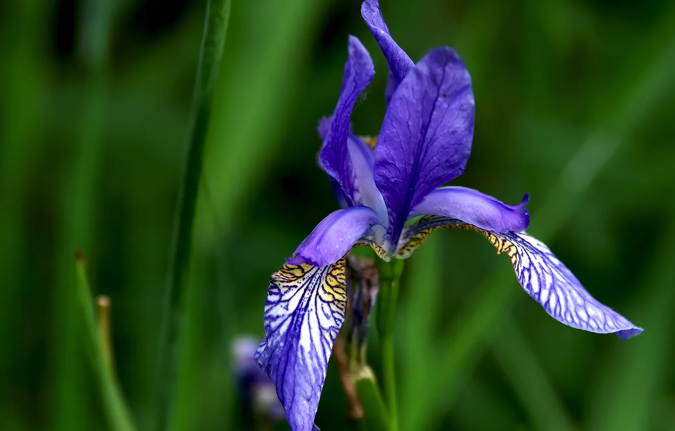 Photo wallpaper greens, summer, flowers, iris, skiris original
