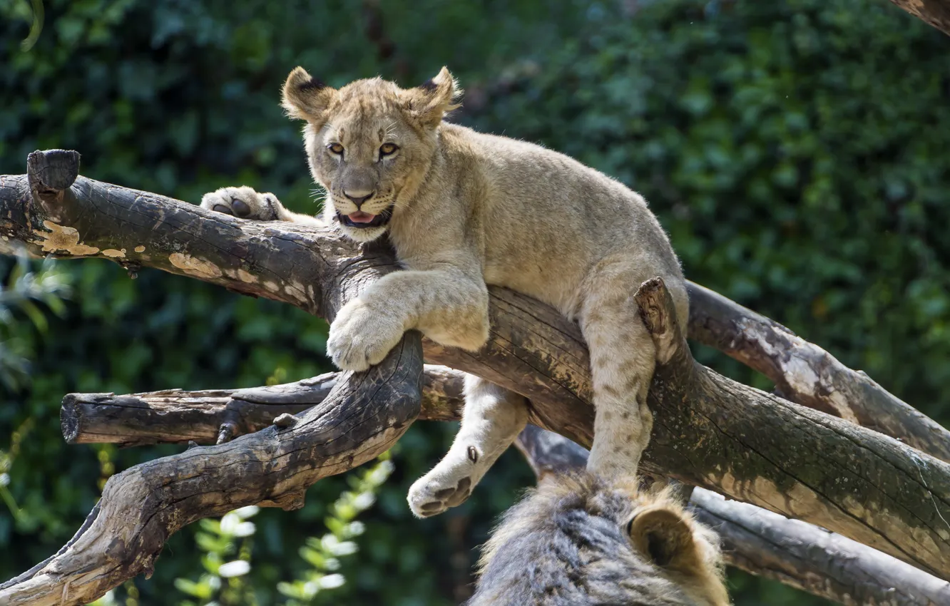 Photo wallpaper cat, Leo, snag, cub, lion, ©Tambako The Jaguar