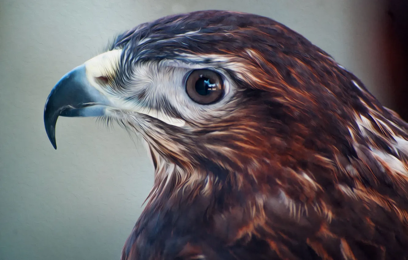 Photo wallpaper background, bird, eagle, predator