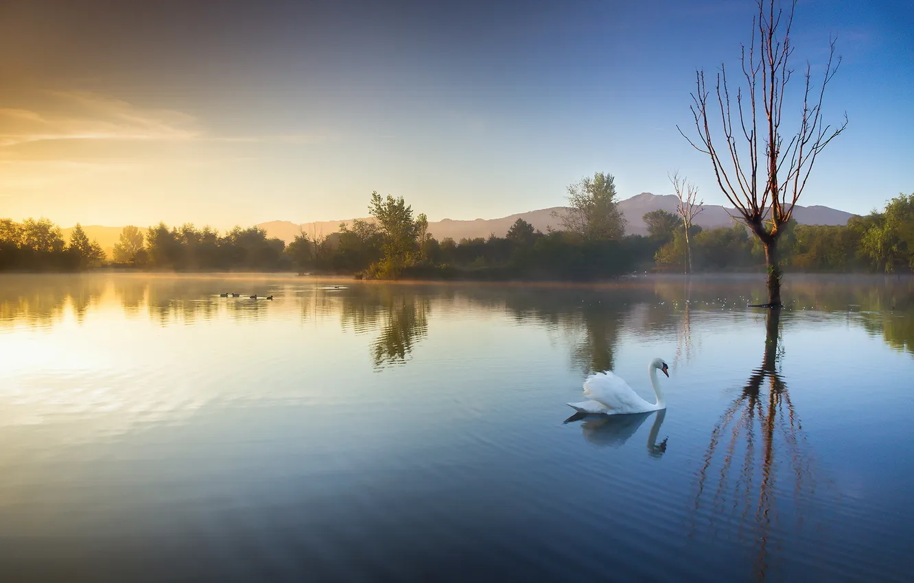 Photo wallpaper landscape, lake, morning, Swan