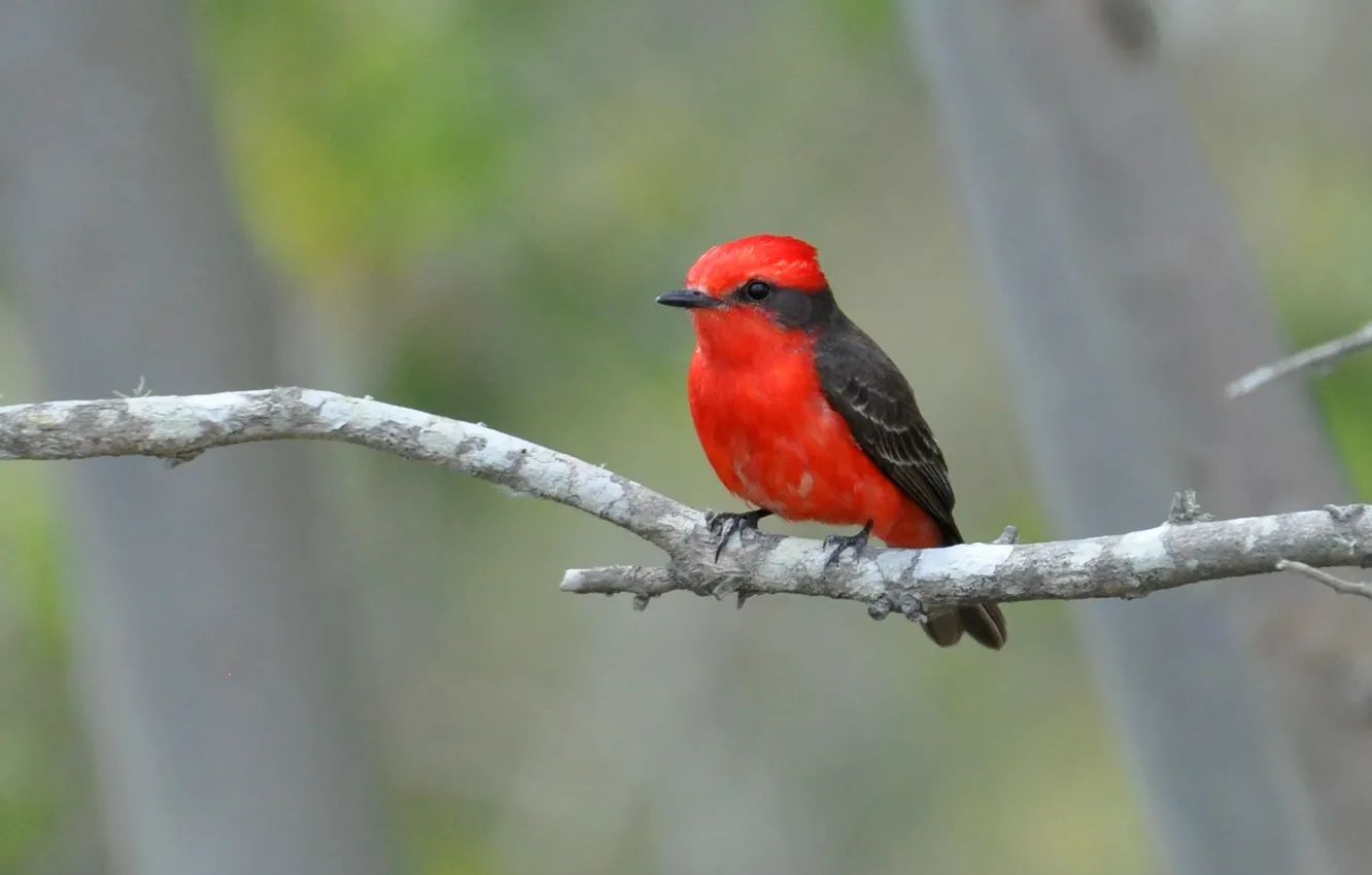 Photo wallpaper red, black, bird, eye, branch, Tié Sangue, beak