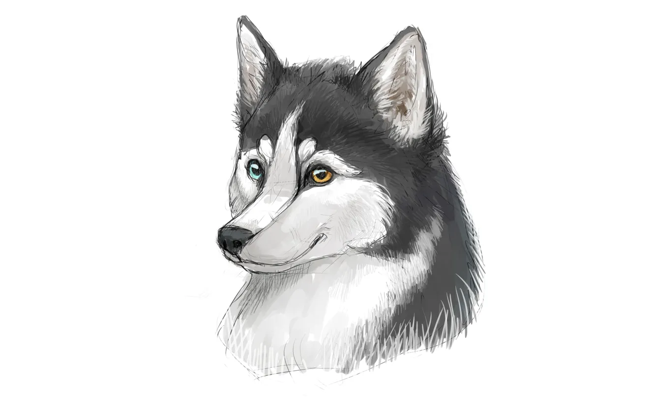 Photo wallpaper face, dog, minimalism, husky, dog, husky