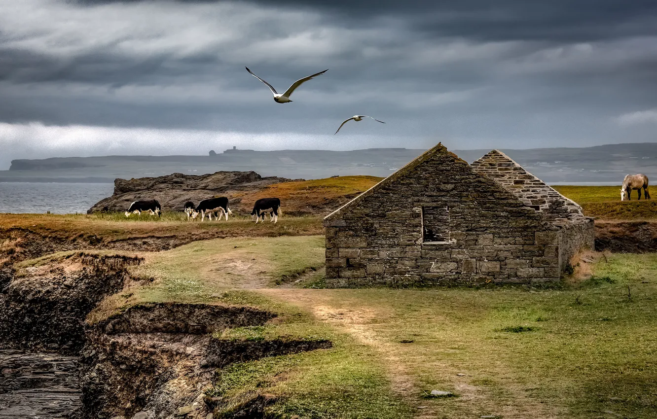 Photo wallpaper sea, the sky, clouds, horse, bird, shore, horse, seagulls
