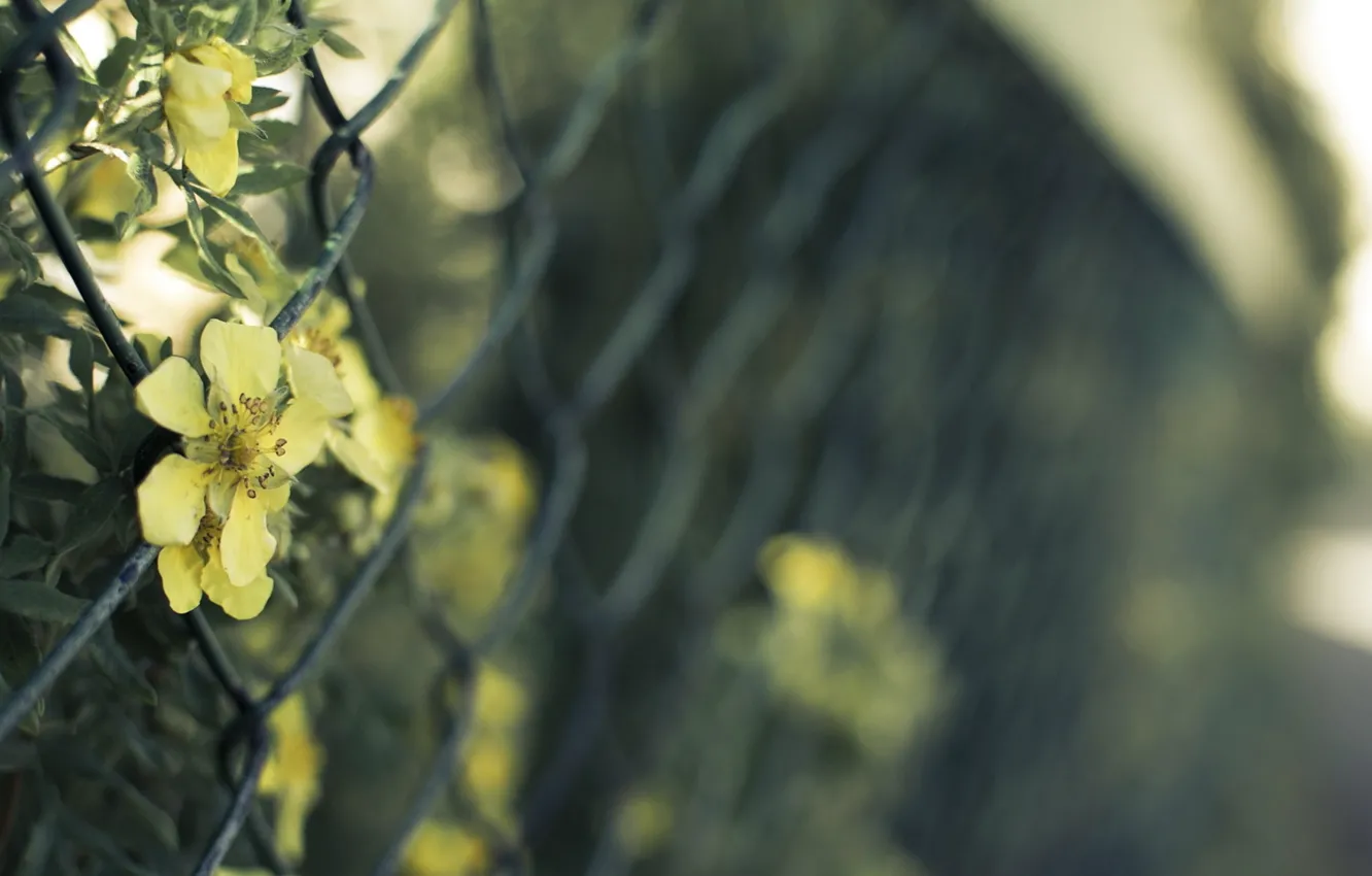 Photo wallpaper light, flowers, fence, wire, mesh