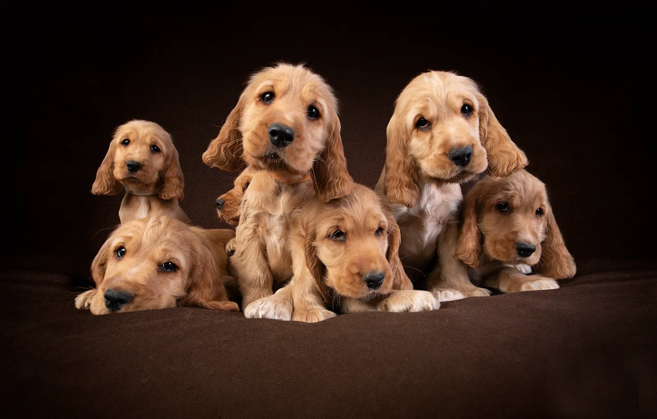 Photo wallpaper dogs, background, puppies, Cocker Spaniel