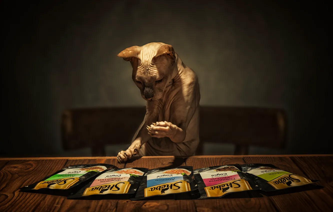 Photo wallpaper cat, cat, look, pose, the dark background, table, legs, chair