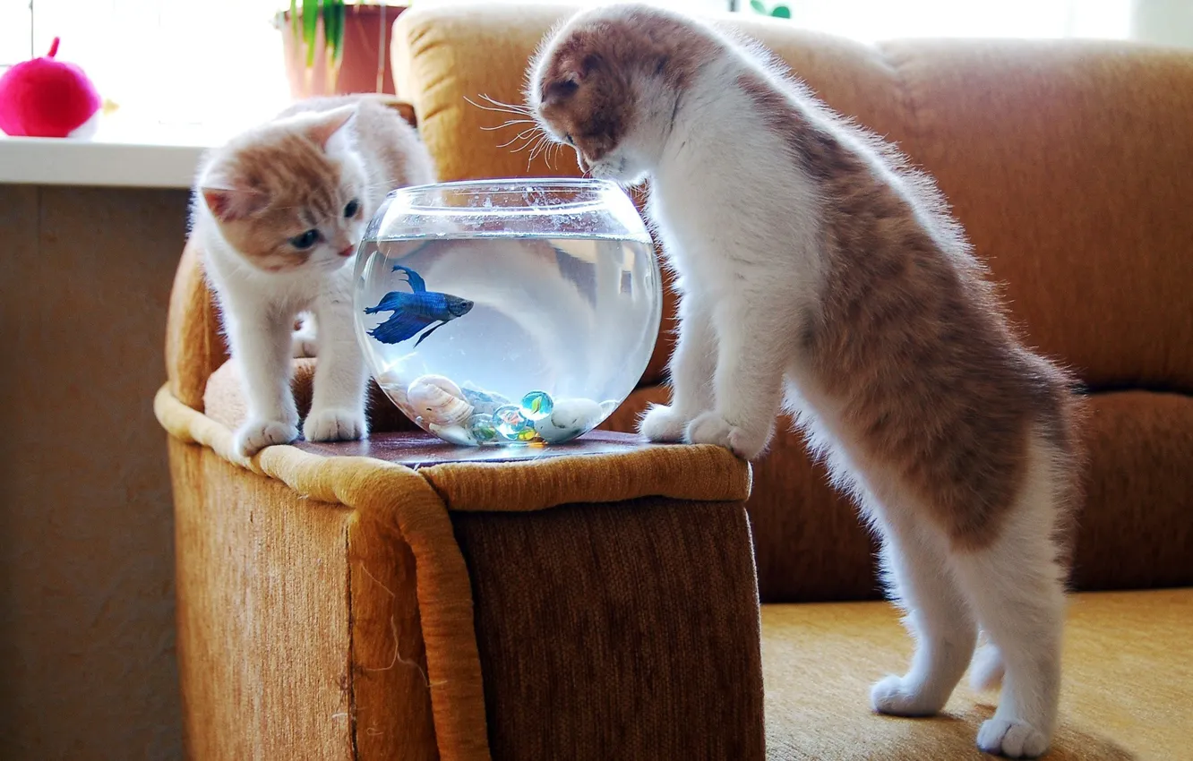 Photo wallpaper aquarium, fish, kittens