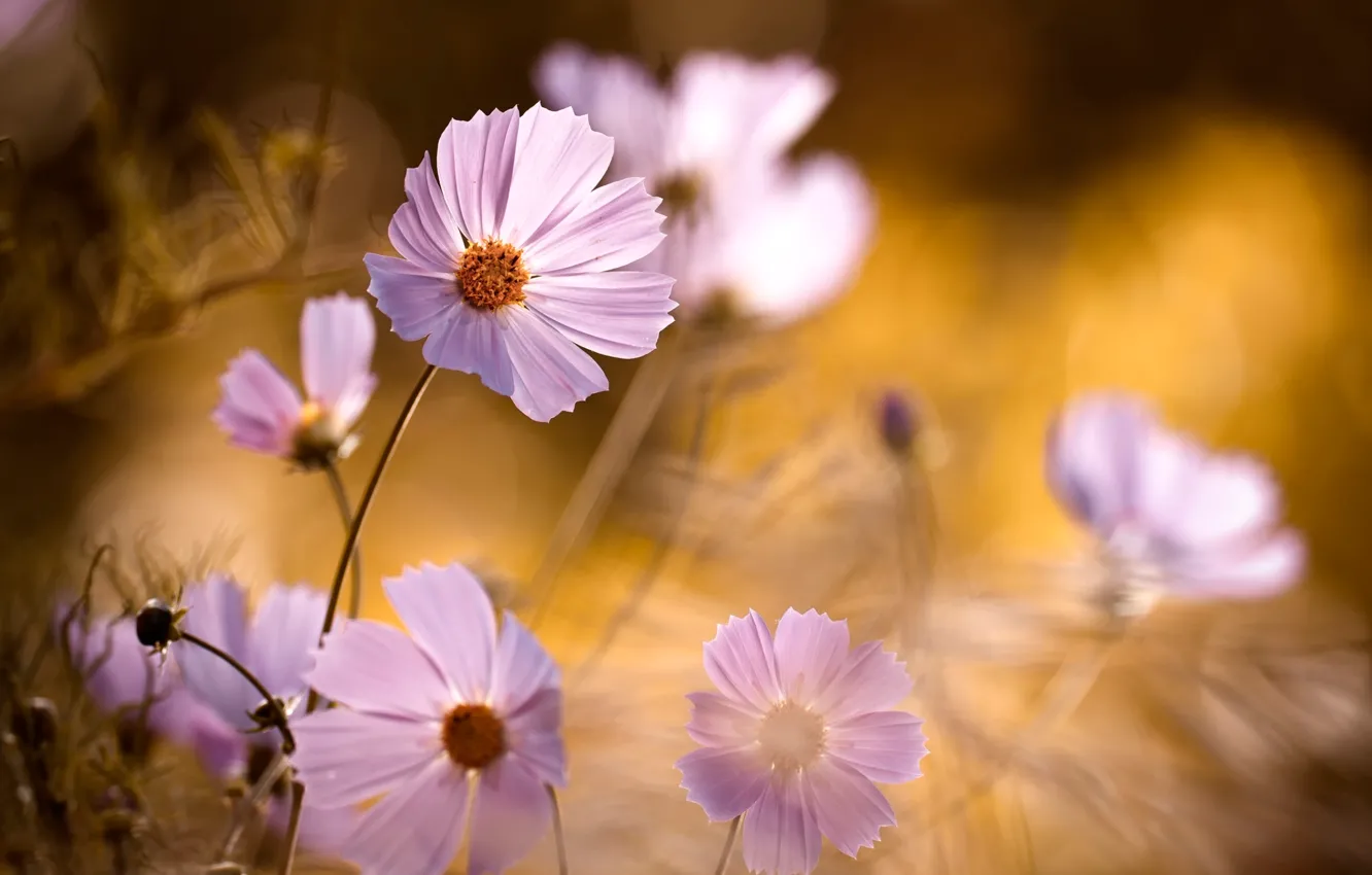 Photo wallpaper background, blur, petals