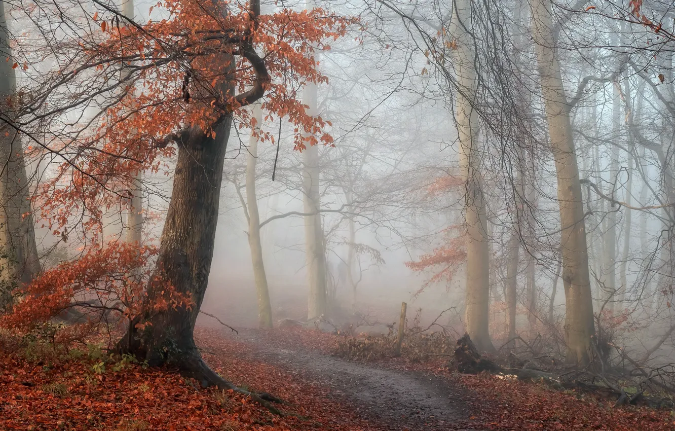 Photo wallpaper autumn, forest, fog