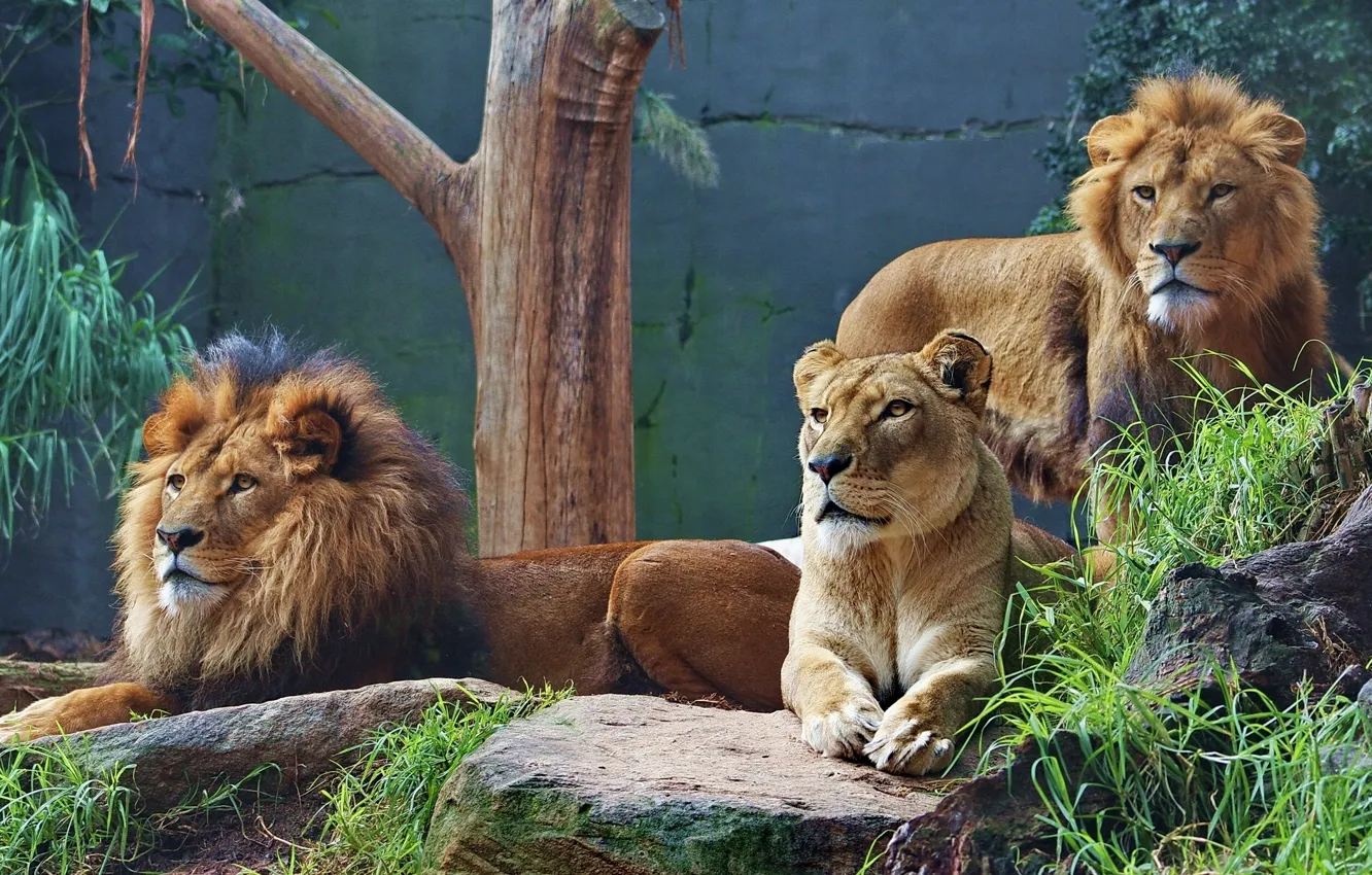 Photo wallpaper predators, lions, lioness