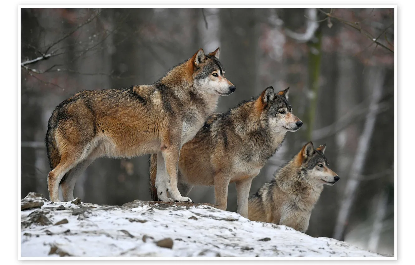 Photo wallpaper nature, face, animal, wolf, wildlife, head, fur, mammal