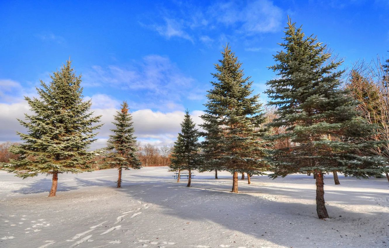 Photo wallpaper winter, the sky, snow, trees, traces, Park, spruce