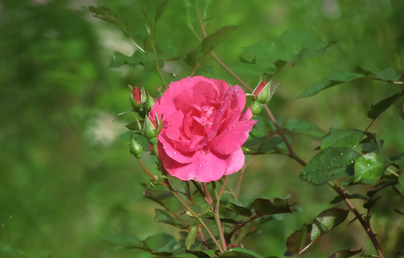 Photo wallpaper drops, Rosa, rose, after the rain, green background, pink petals