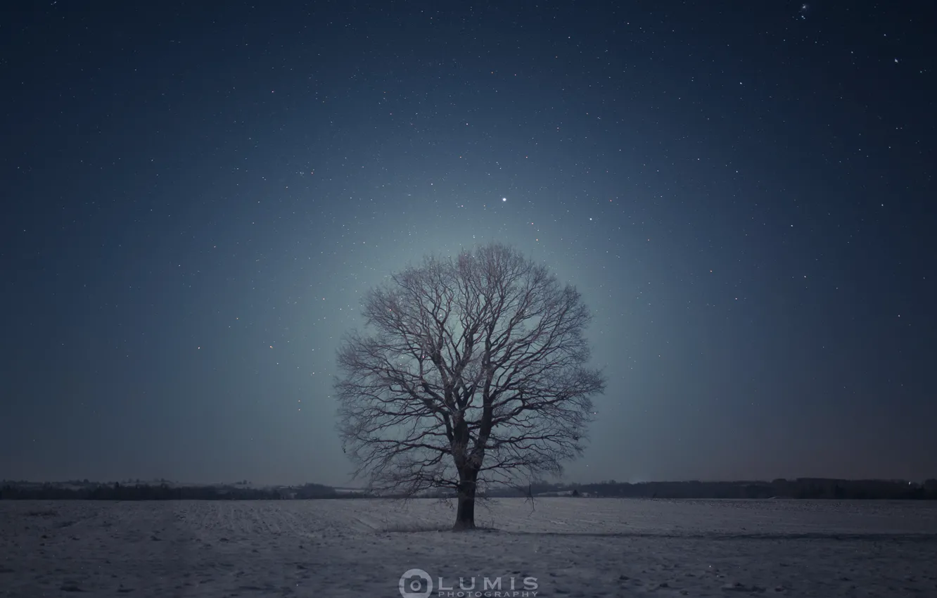 Photo wallpaper winter, tree, the evening, Snow