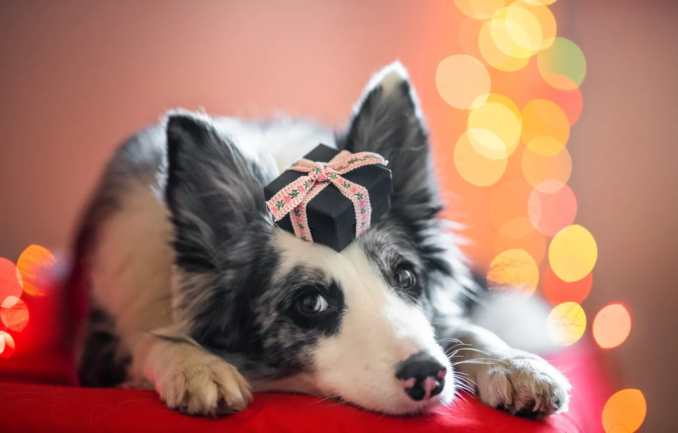 Photo wallpaper look, light, pose, background, gift, new year, portrait, dog