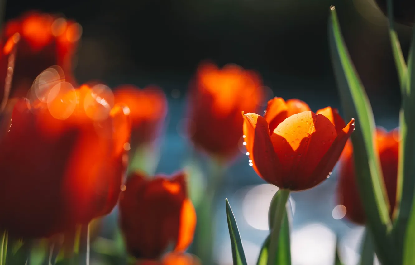 Photo wallpaper light, red, spring, garden, tulips, flowerbed, bokeh