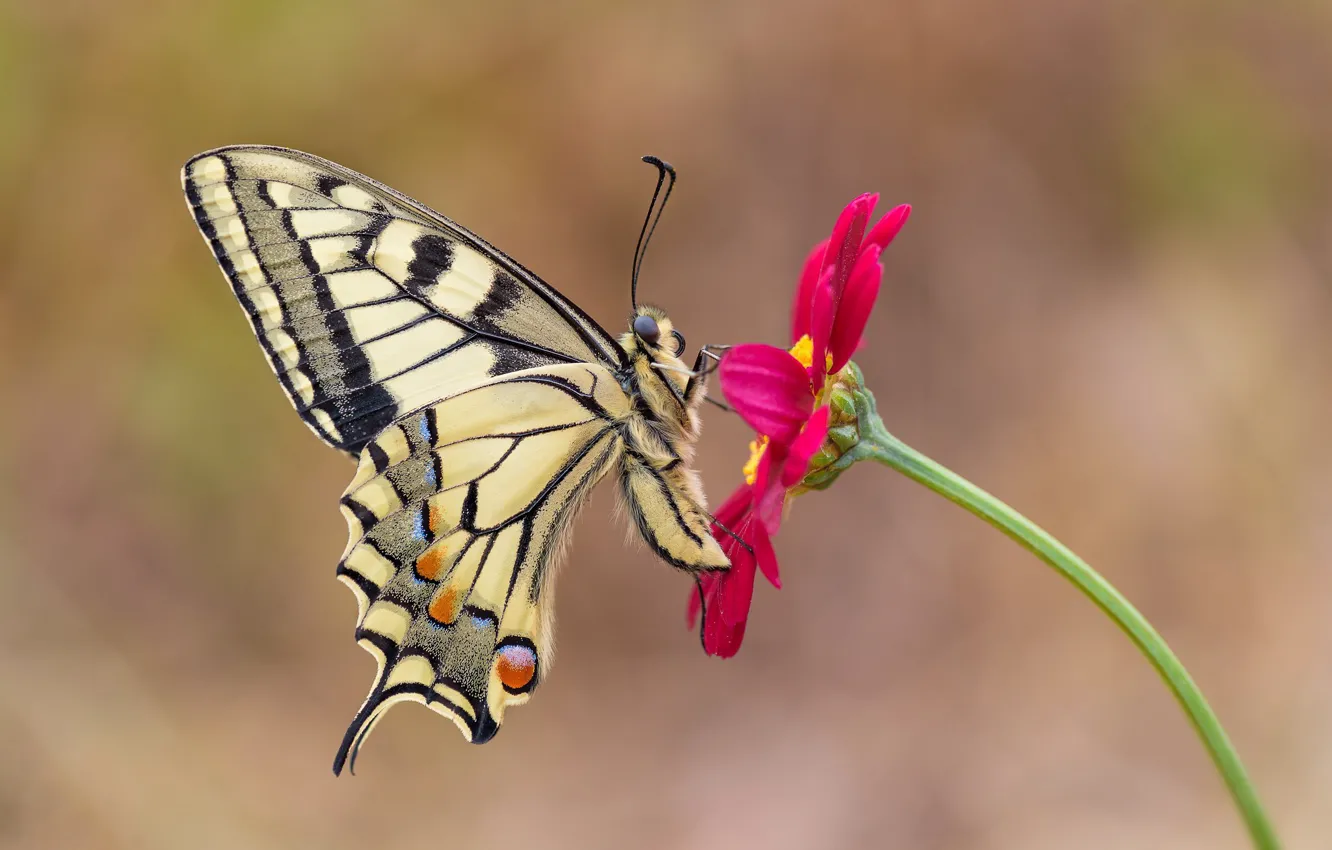 Photo wallpaper flowers, butterfly, swallowtail