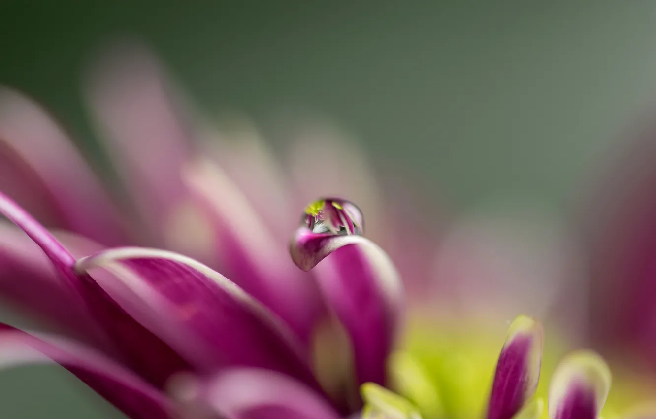 Photo wallpaper flower, drop, petals