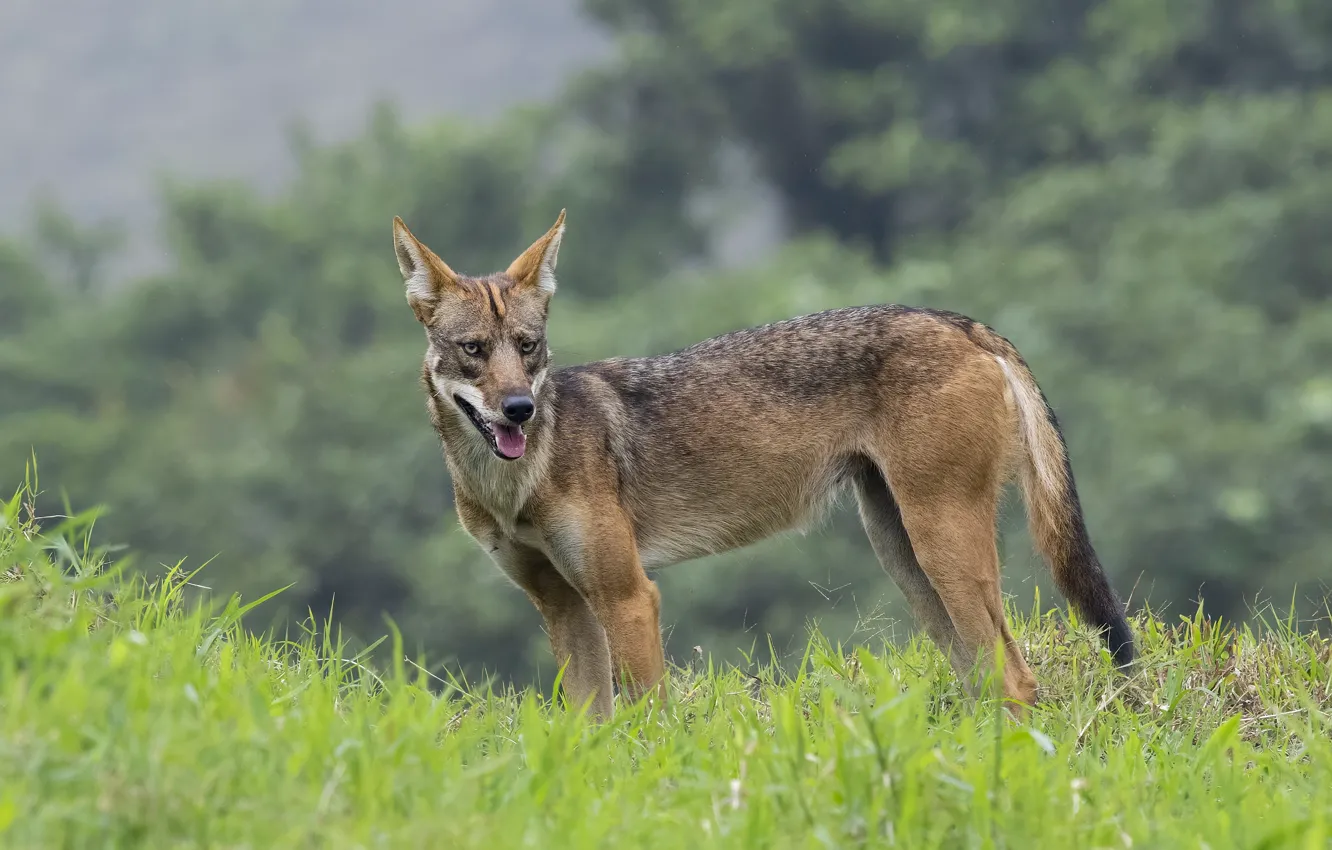 Photo wallpaper language, grass, look, face, nature, wolf, coyote
