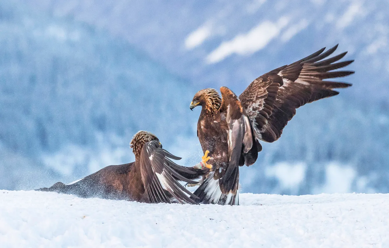 Photo wallpaper winter, look, snow, mountains, nature, pose, bird, eagle