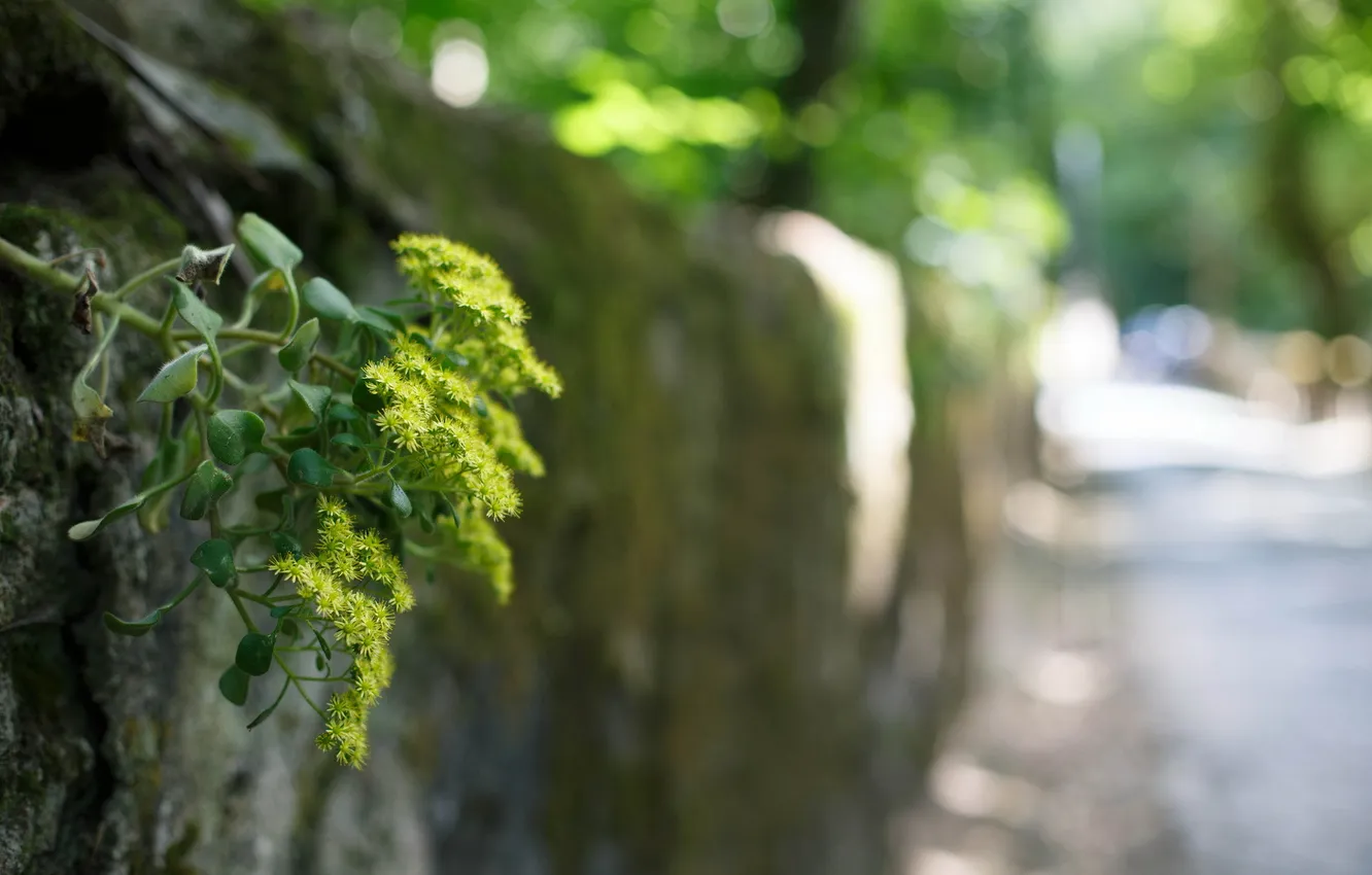 Photo wallpaper macro, flowers, street