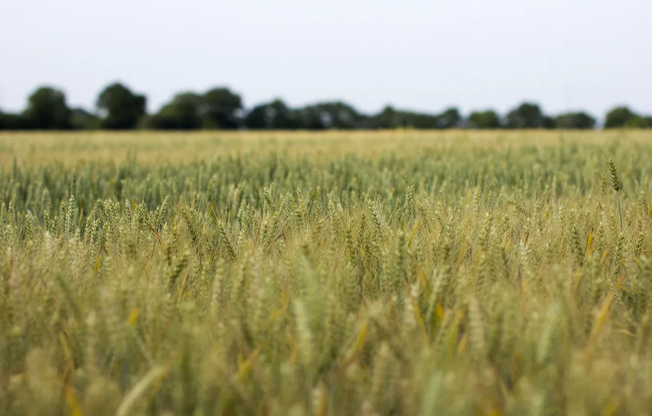 Photo wallpaper wheat, field, the sky, trees, stems, ear, farm, wheat field