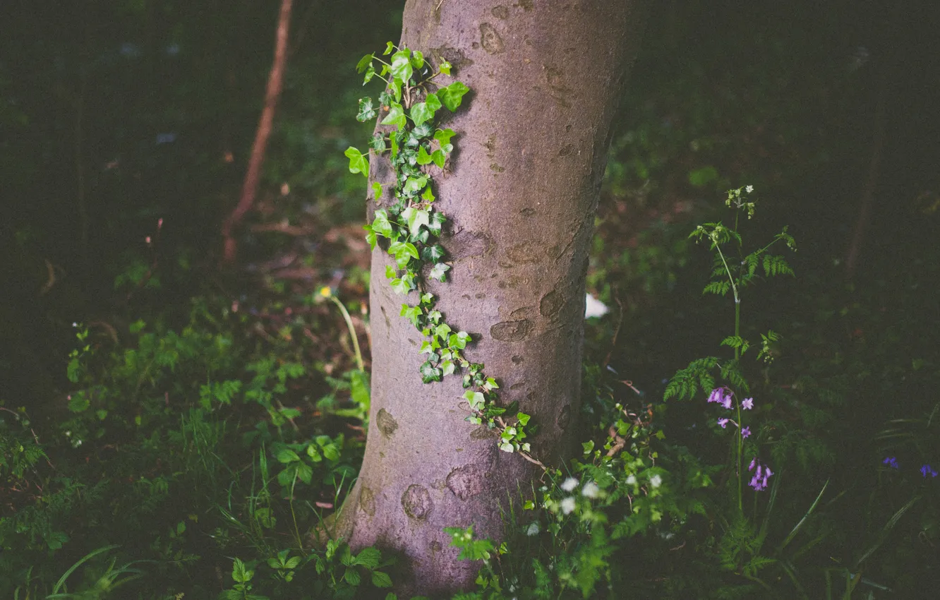 Photo wallpaper forest, grass, trees, plant