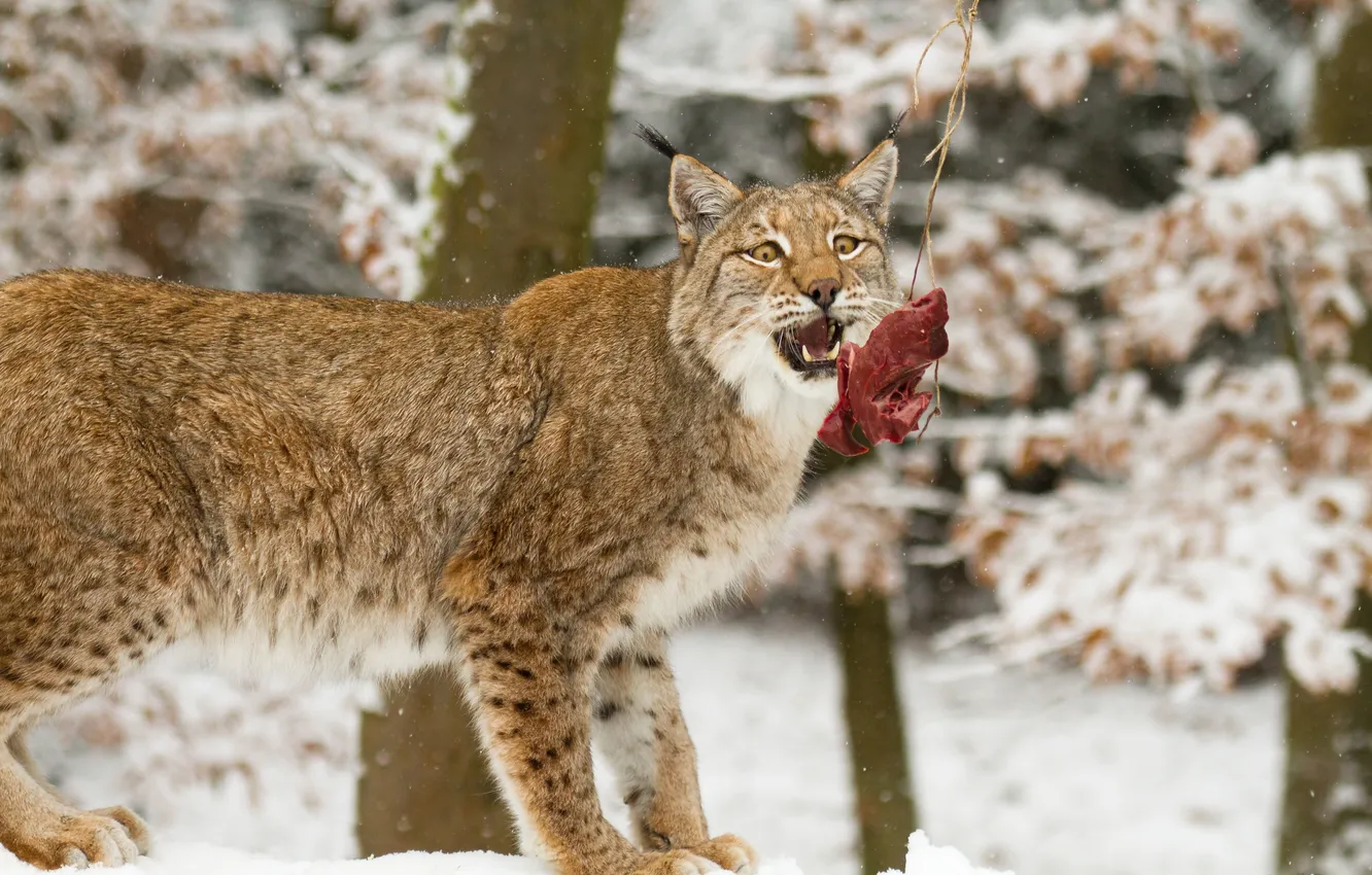 Photo wallpaper cat, look, meat, lynx