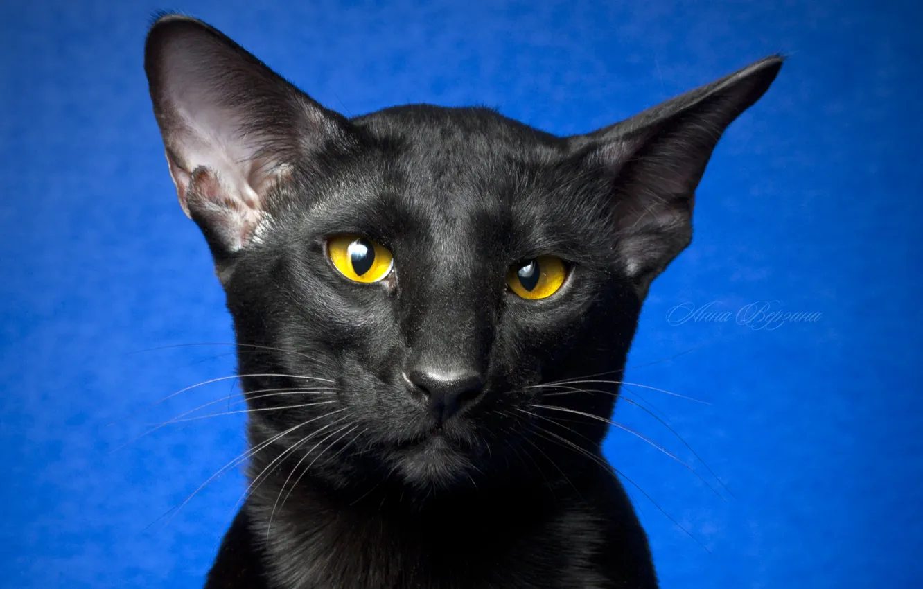 Photo wallpaper eyes, cat, look, black cat, blue background, Oriental