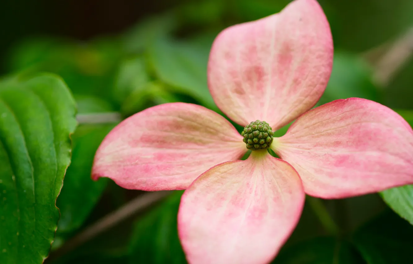 Photo wallpaper flowers, petals, bokeh
