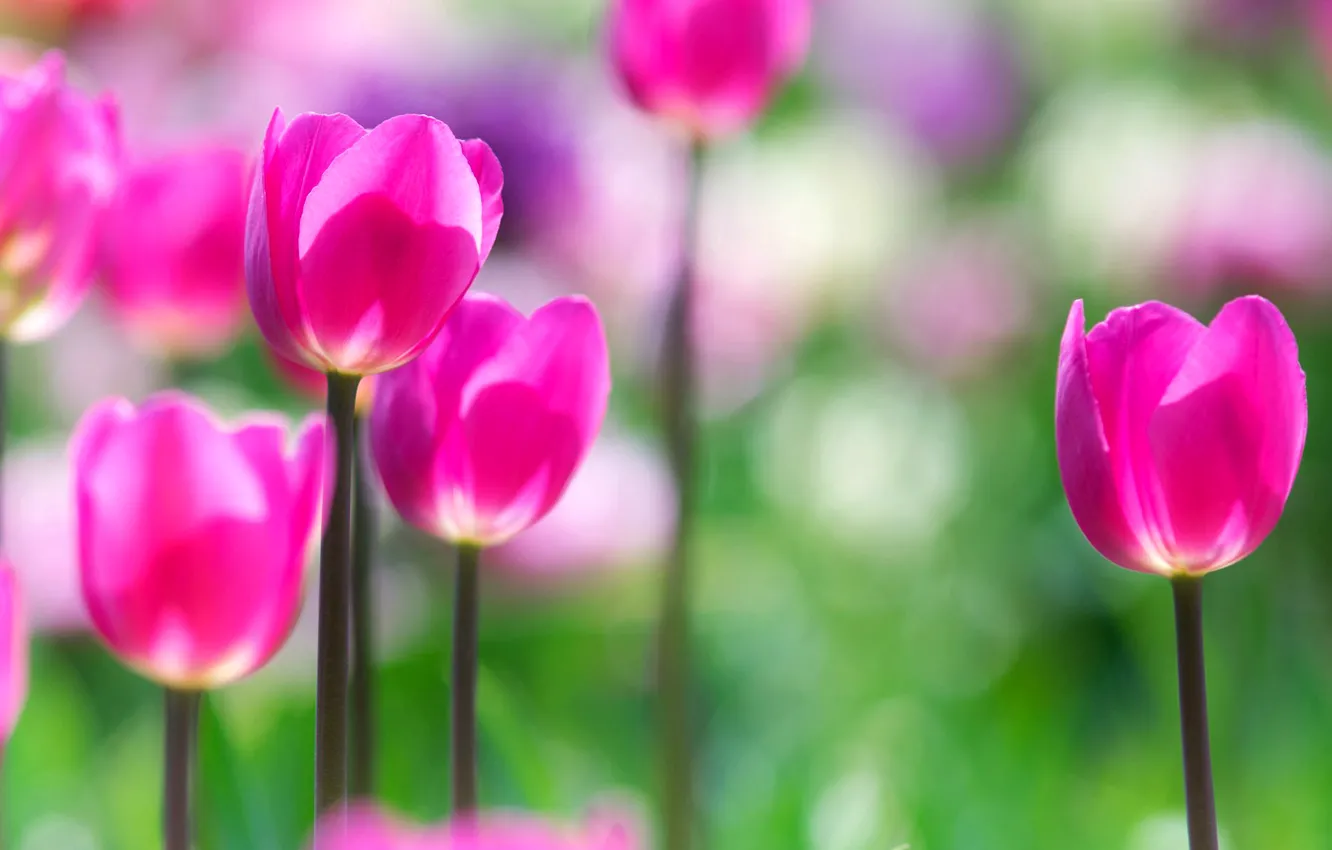 Photo wallpaper greens, field, flowers, background, Wallpaper, blur, tulips, wallpaper