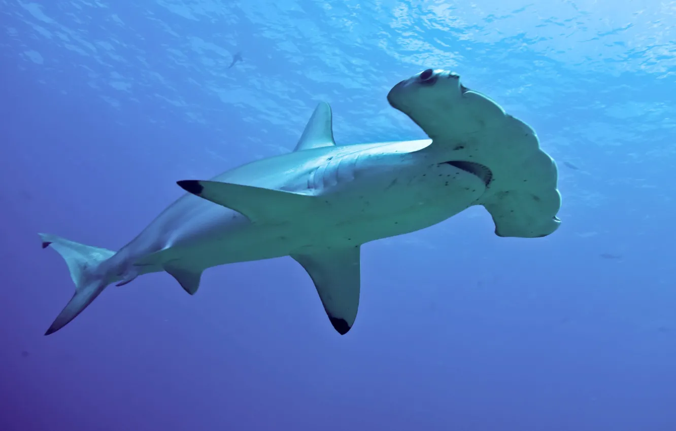 Photo wallpaper animal, Hammerhead shark, wildlife ocean
