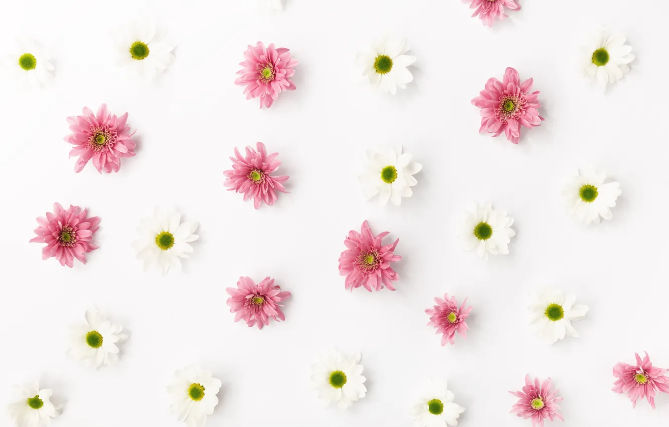 Photo wallpaper flowers, background, chrysanthemum