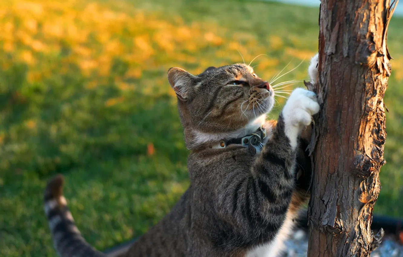 Photo wallpaper cat, cat, trees, pose, grey, glade, legs, collar