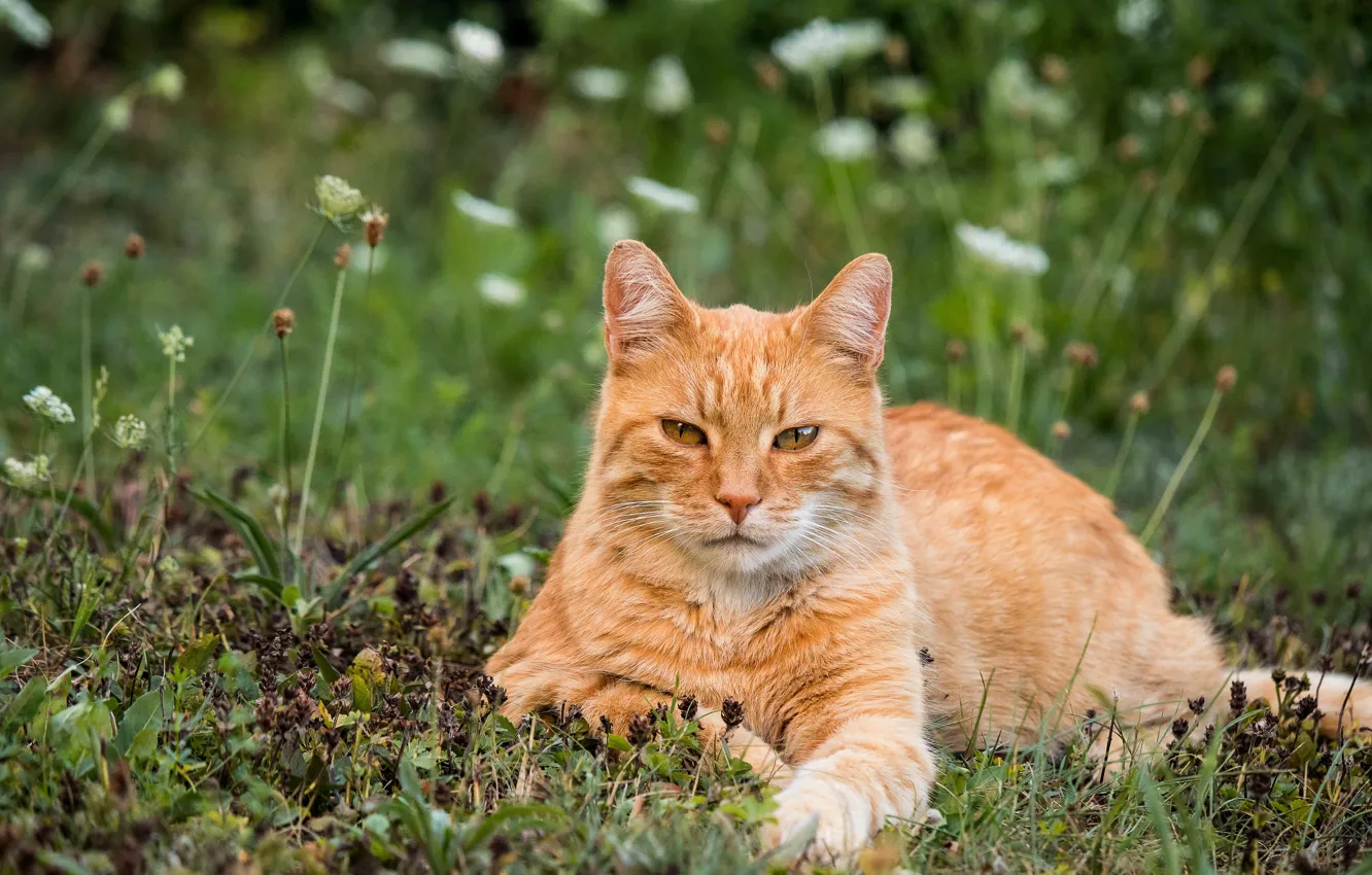 Photo wallpaper cat, summer, grass, cat, look, face, flowers, nature