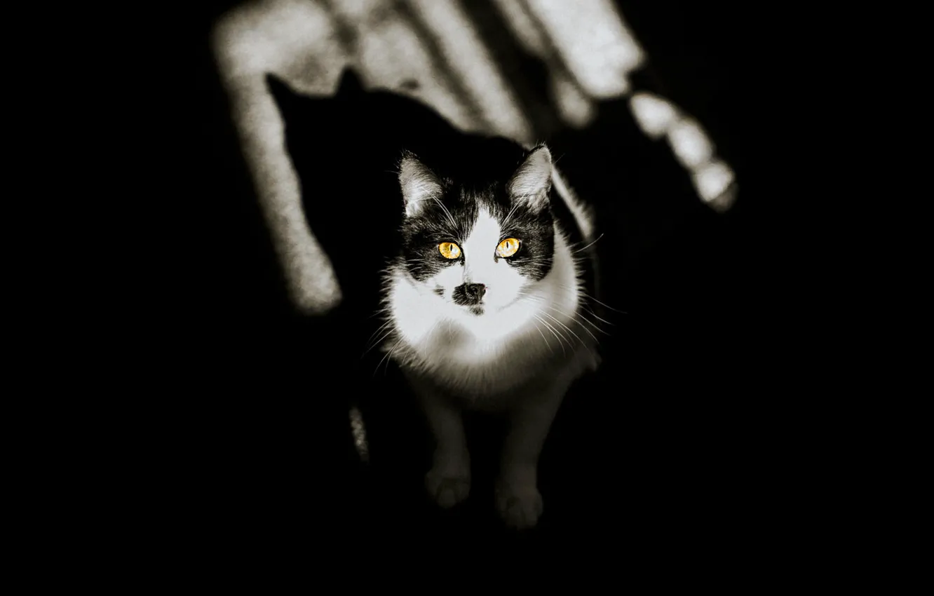 Photo wallpaper cat, cat, look, light, pose, black and white, window, floor