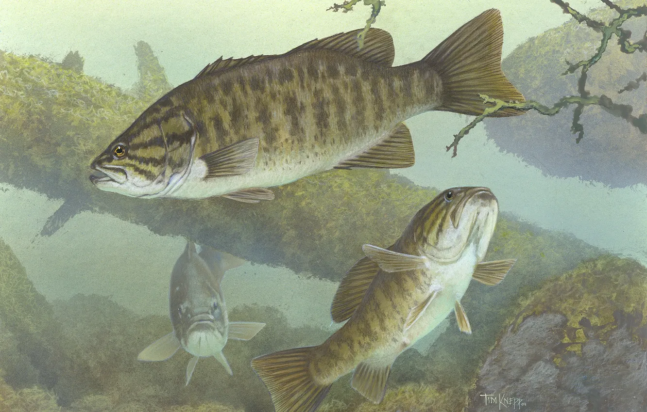 Photo wallpaper fish, the bottom, predator, snags, micropterus dolomieu, Smallmouth bass