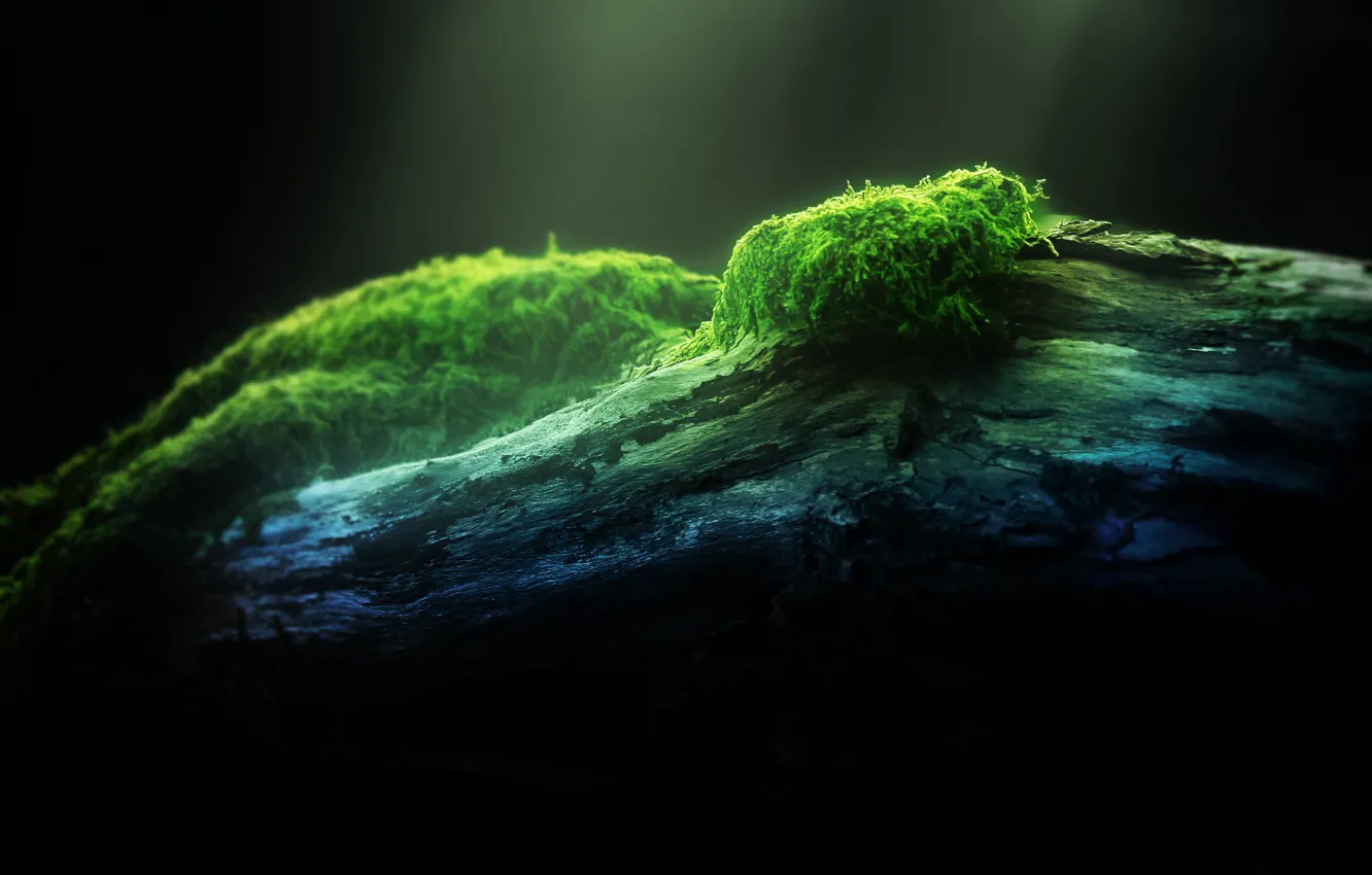 Photo wallpaper forest, macro, light, trees, nature, green, green, moss