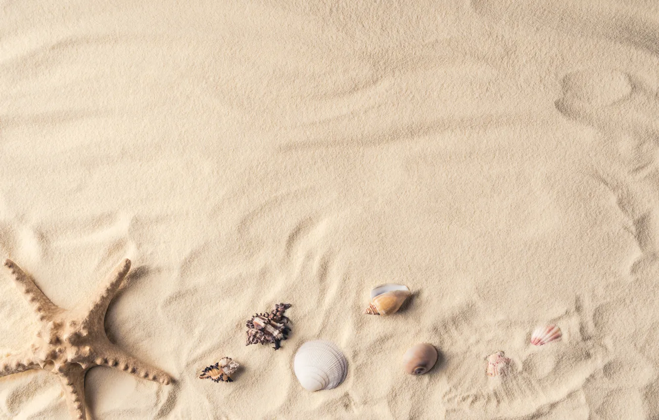 Photo wallpaper sand, shell, starfish