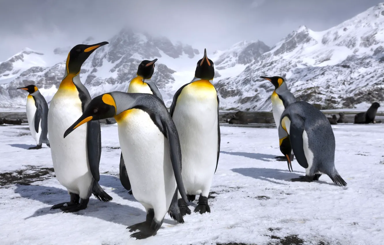 Photo wallpaper snow, mountains, penguins, penguin, Royal penguins