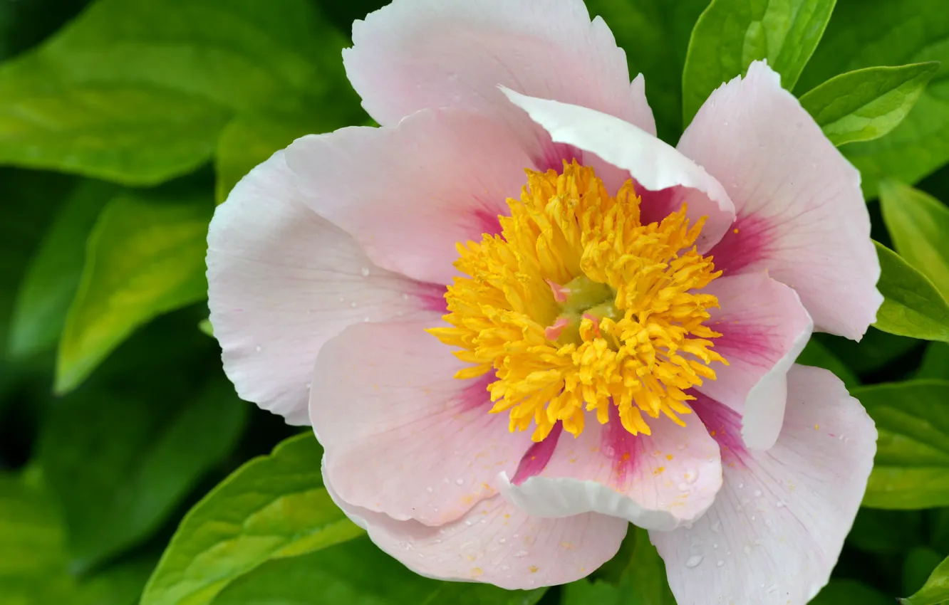 Photo wallpaper drops, macro, petals, pink, peonies