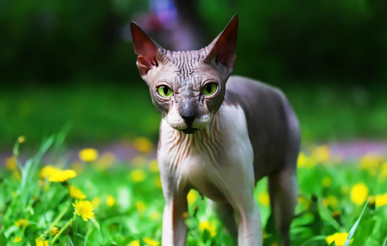Photo wallpaper greens, background, Sphinx, cat