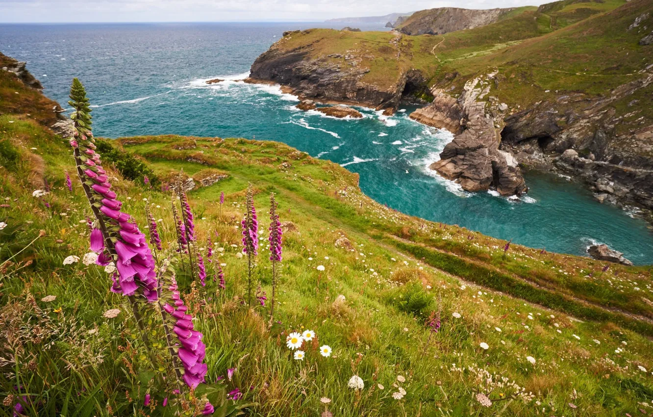 Wallpaper flowers, rocks, coast for mobile and desktop, section пейзажи