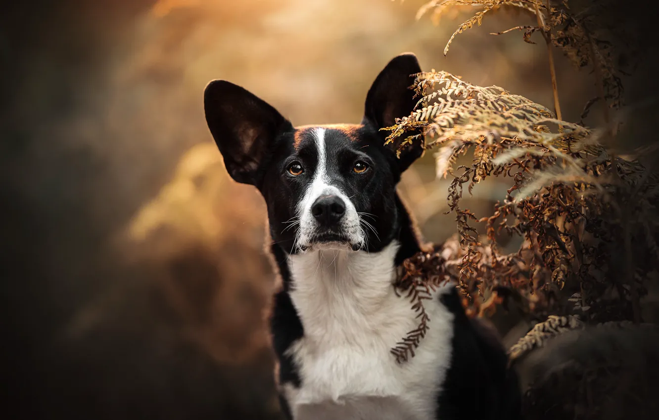 Photo wallpaper look, face, dog, bokeh, Welsh Corgi