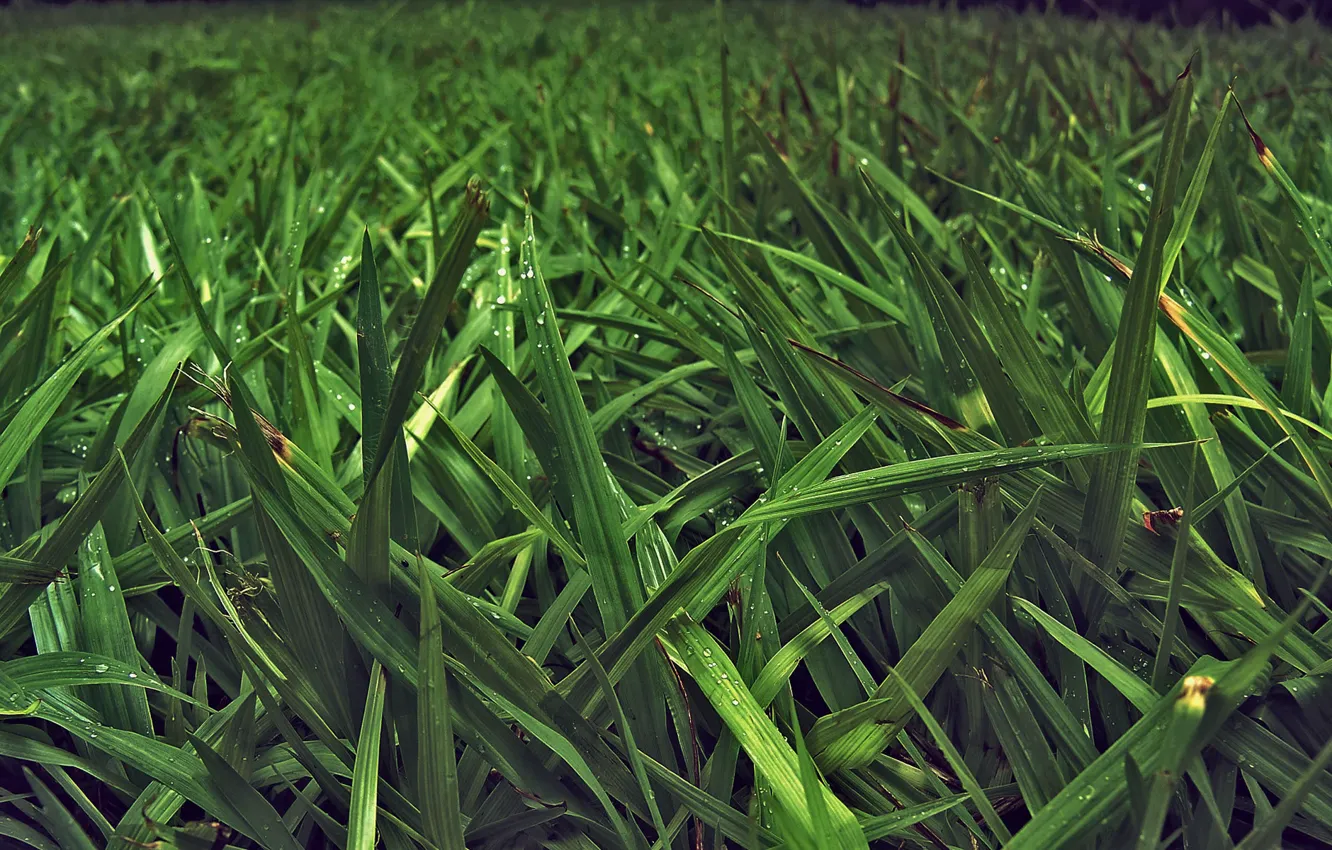 Photo wallpaper greens, grass, leaves, nature, stems