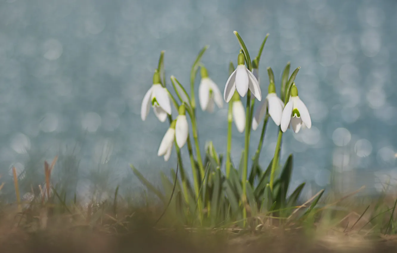 Photo wallpaper flowers, glade, blur, spring, snowdrops, white, blue background, bokeh