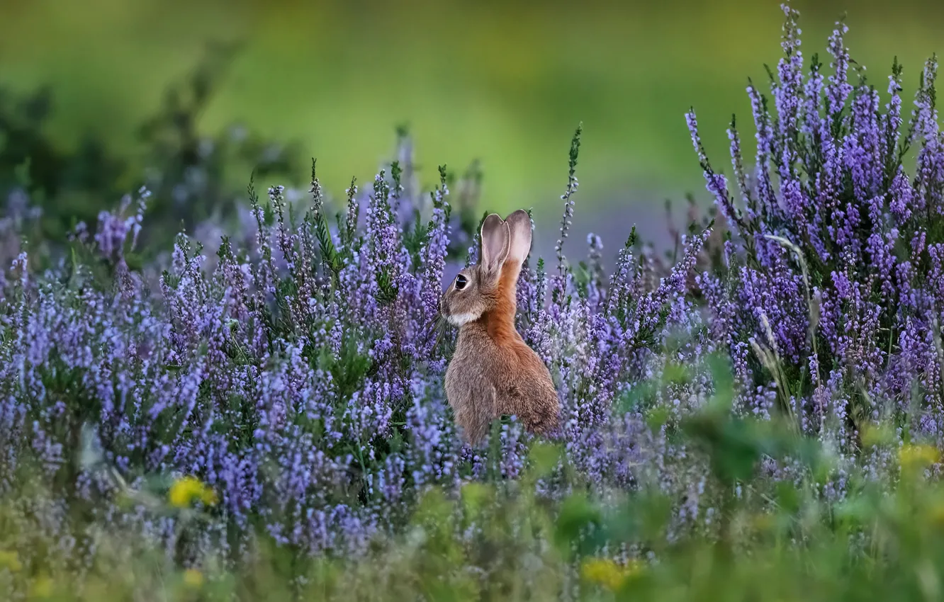 Photo wallpaper flowers, glade, hare, Heather