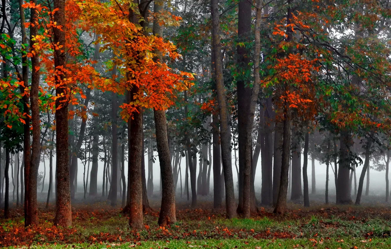 Photo wallpaper forest, autumn, mist